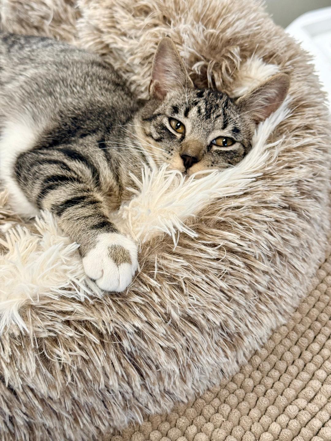 Link, an adoptable Domestic Short Hair in Winter Haven, FL image 1/5