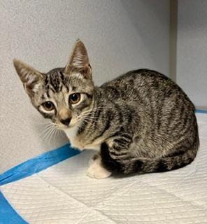 Link, an adoptable Domestic Short Hair in Winter Haven, FL image 5/5