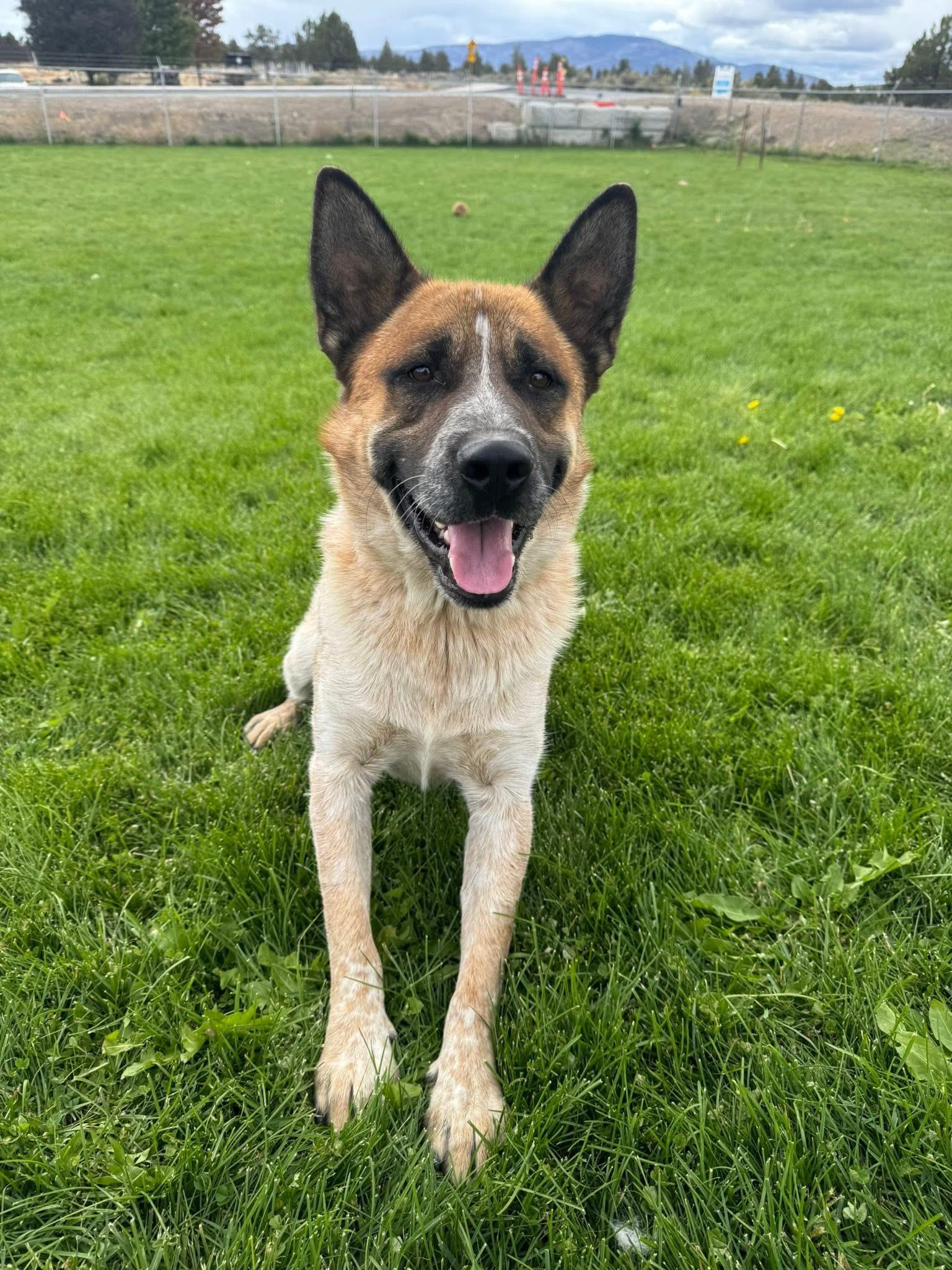Zeus, an adoptable Australian Cattle Dog / Blue Heeler in Prineville, OR, 97754 | Photo Image 1