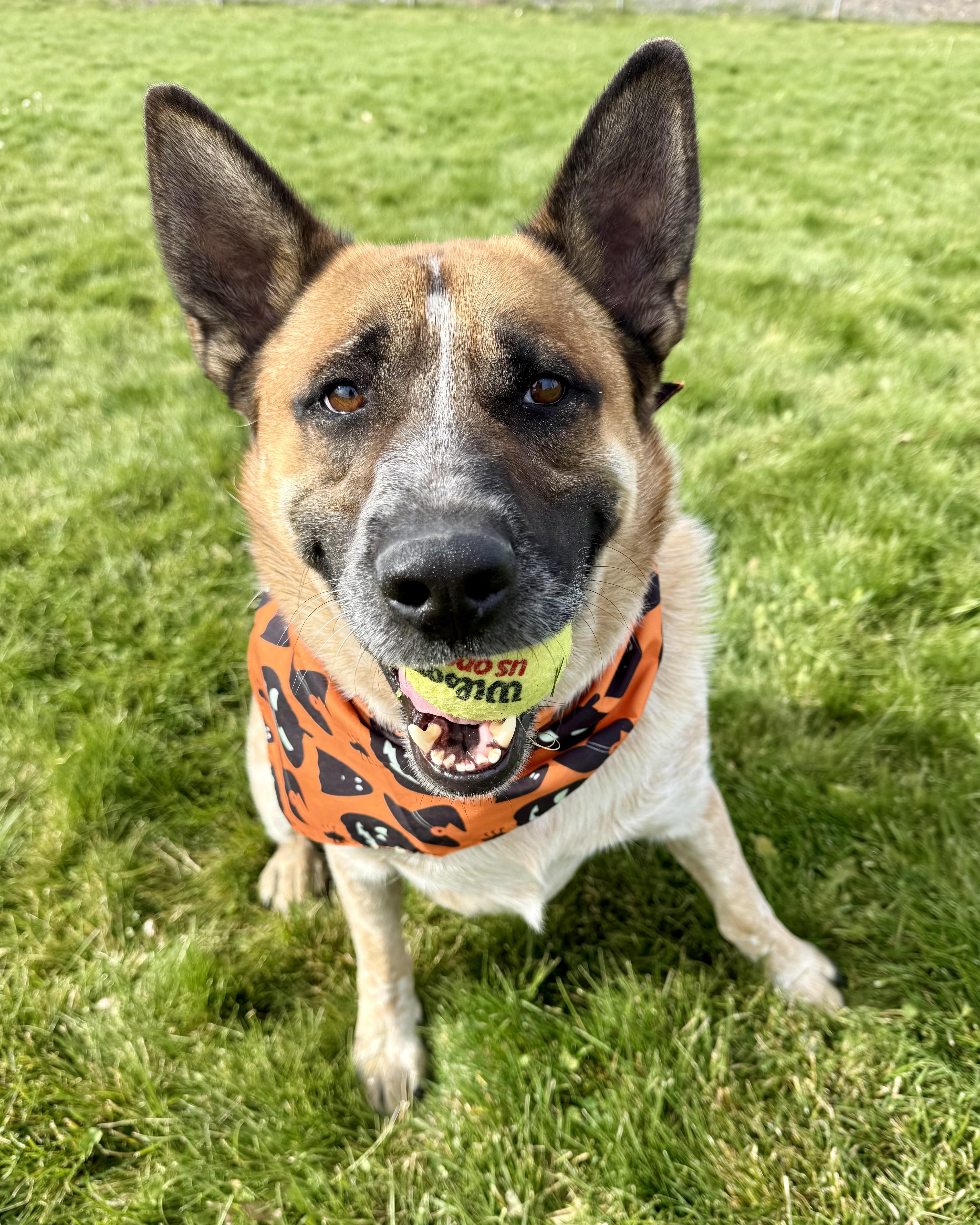 Zeus, Adoptable, Adult Male Australian Cattle Dog / Blue Heeler.