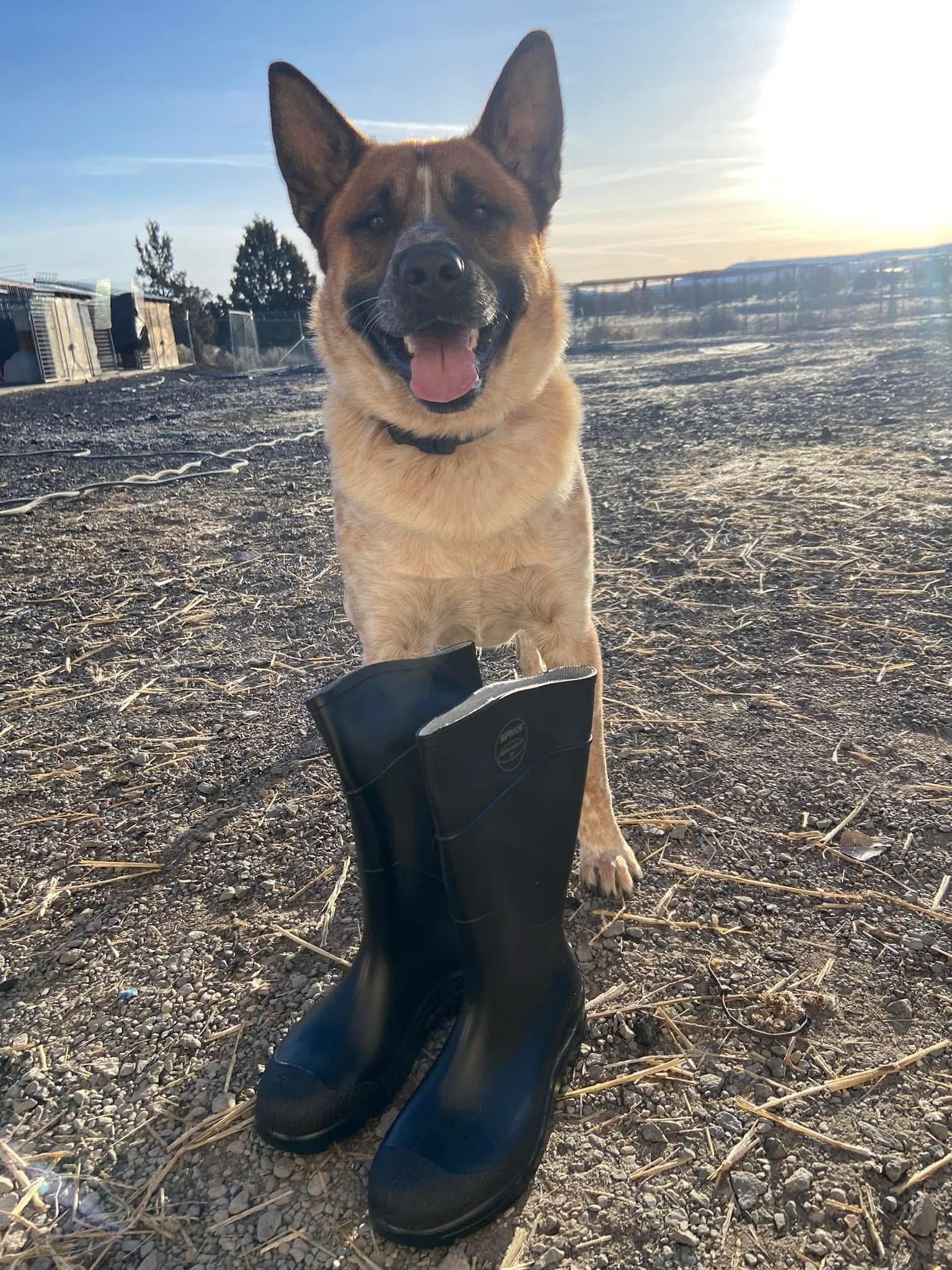 Zeus, an adoptable Australian Cattle Dog / Blue Heeler in Prineville, OR, 97754 | Photo Image 6