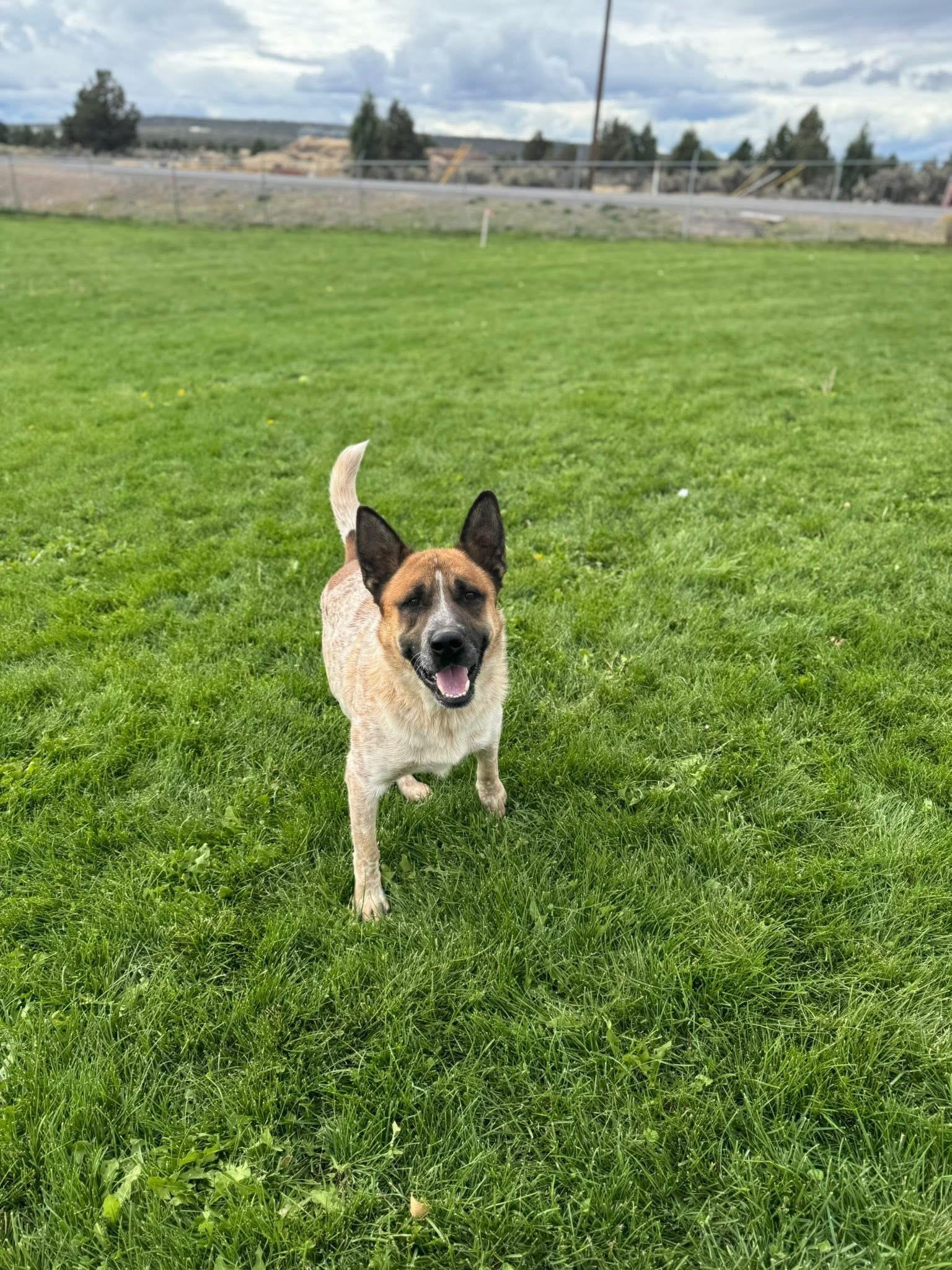 Zeus, an adoptable Australian Cattle Dog / Blue Heeler in Prineville, OR, 97754 | Photo Image 3