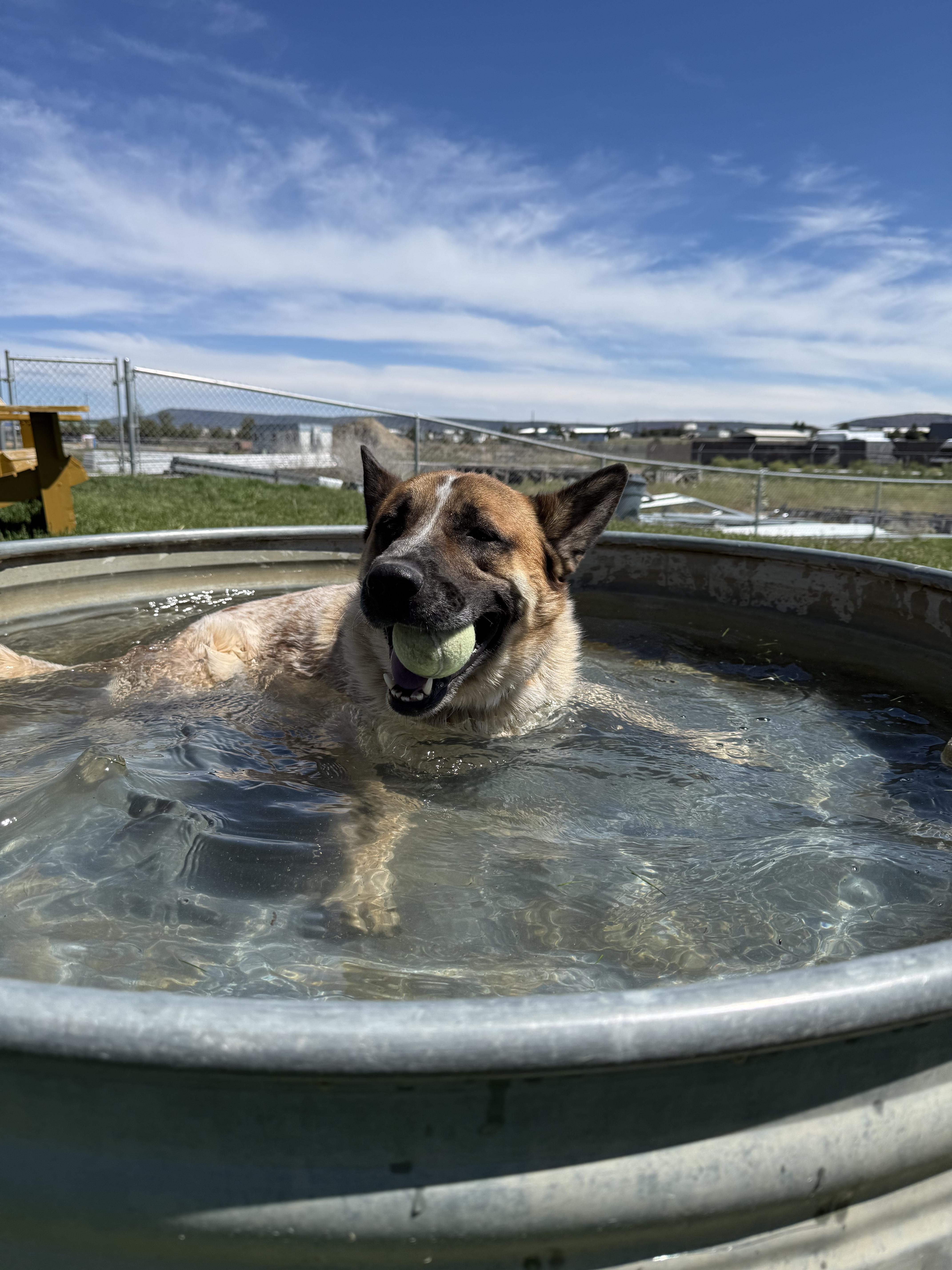 Enlarge Zeus, a Adoptable mixed breed in Prineville, OR image 2/6