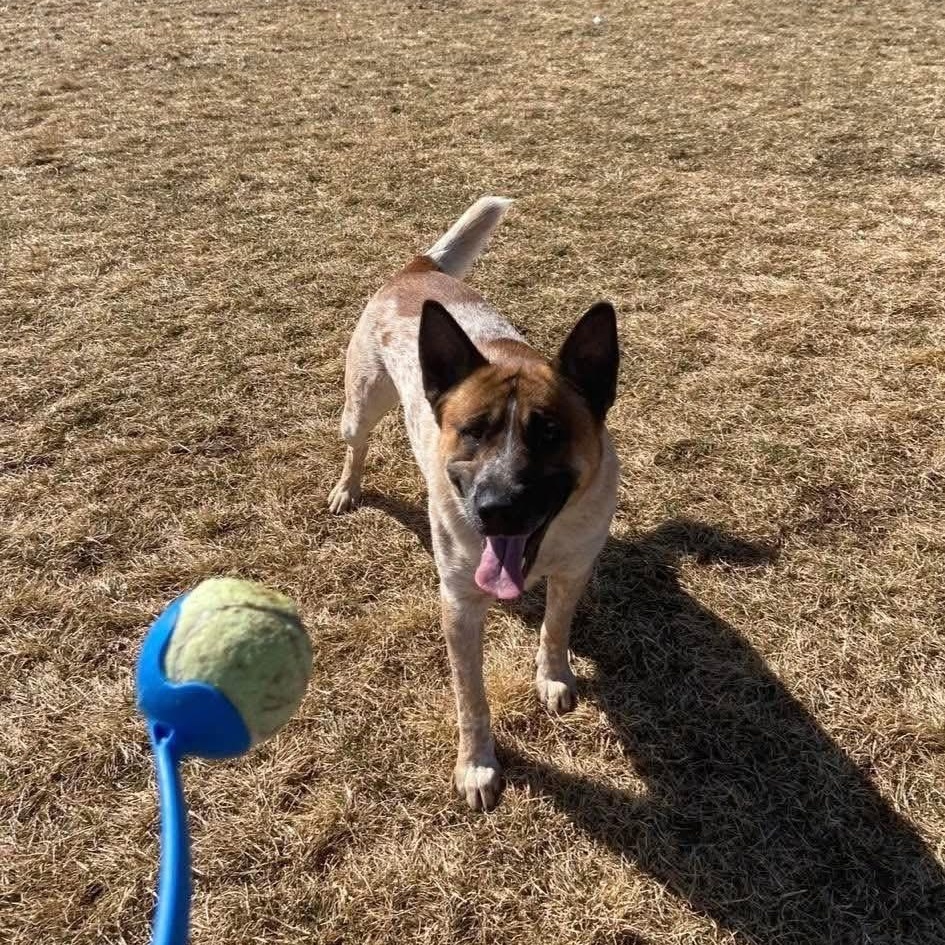 Zeus, a Adoptable mixed breed in Prineville, OR image 5/6