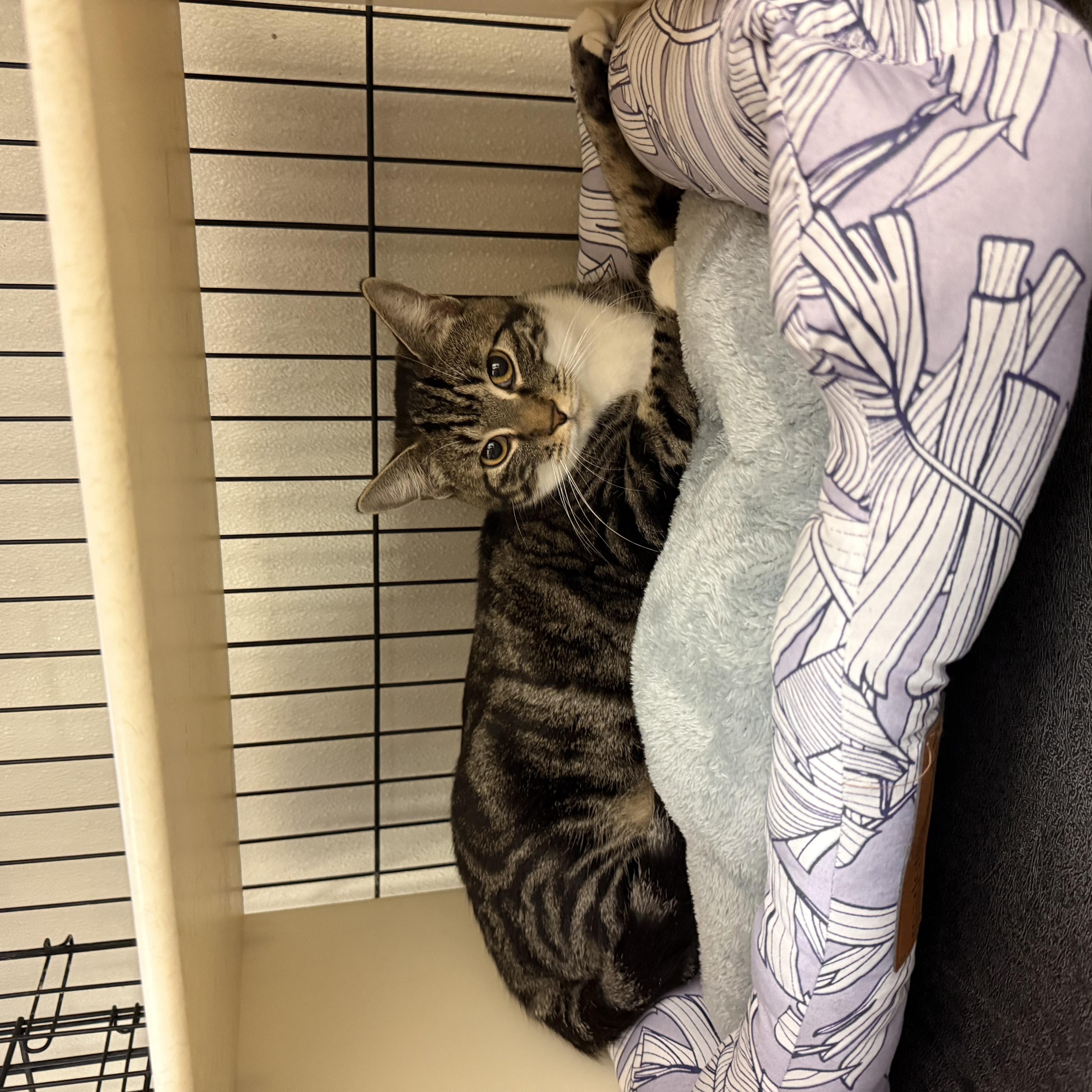 Enlarge Chester and Chelsea, a ADOPTABLE Domestic Short Hair in Boulder City, NV image 5/6