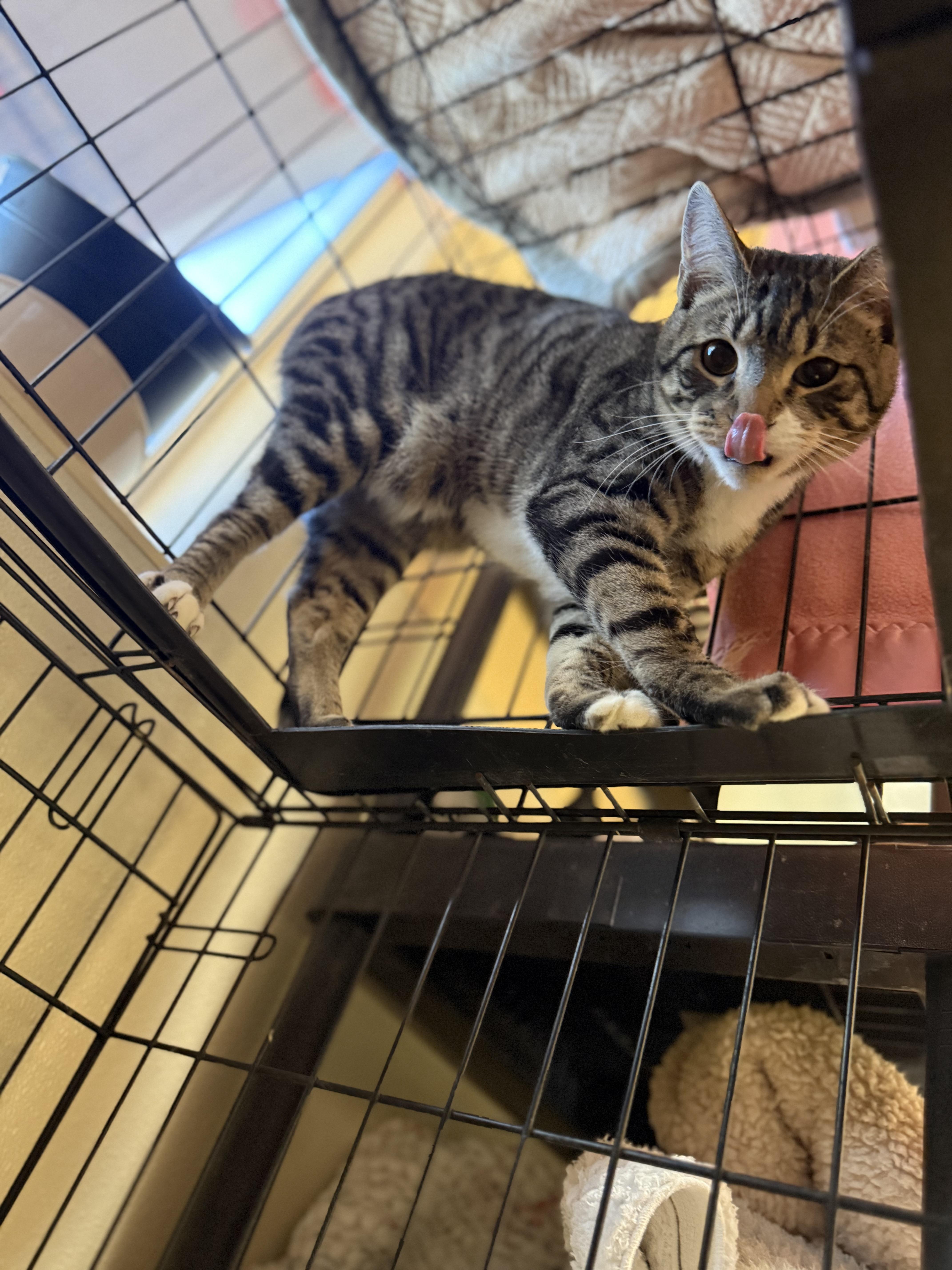 Enlarge Chester and Chelsea, a ADOPTABLE Domestic Short Hair in Boulder City, NV image 2/6