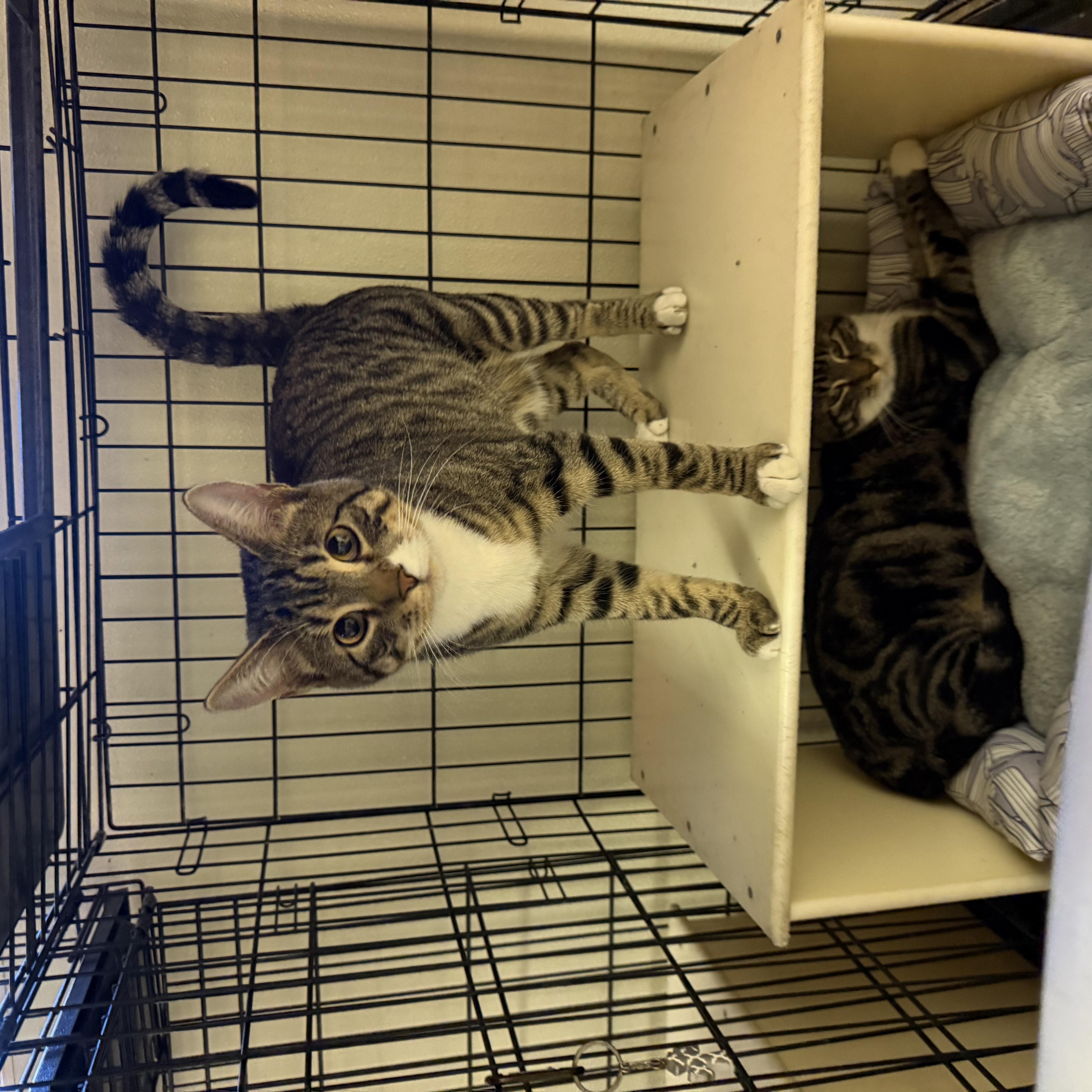 Enlarge Chester and Chelsea, a ADOPTABLE Domestic Short Hair in Boulder City, NV image 6/6