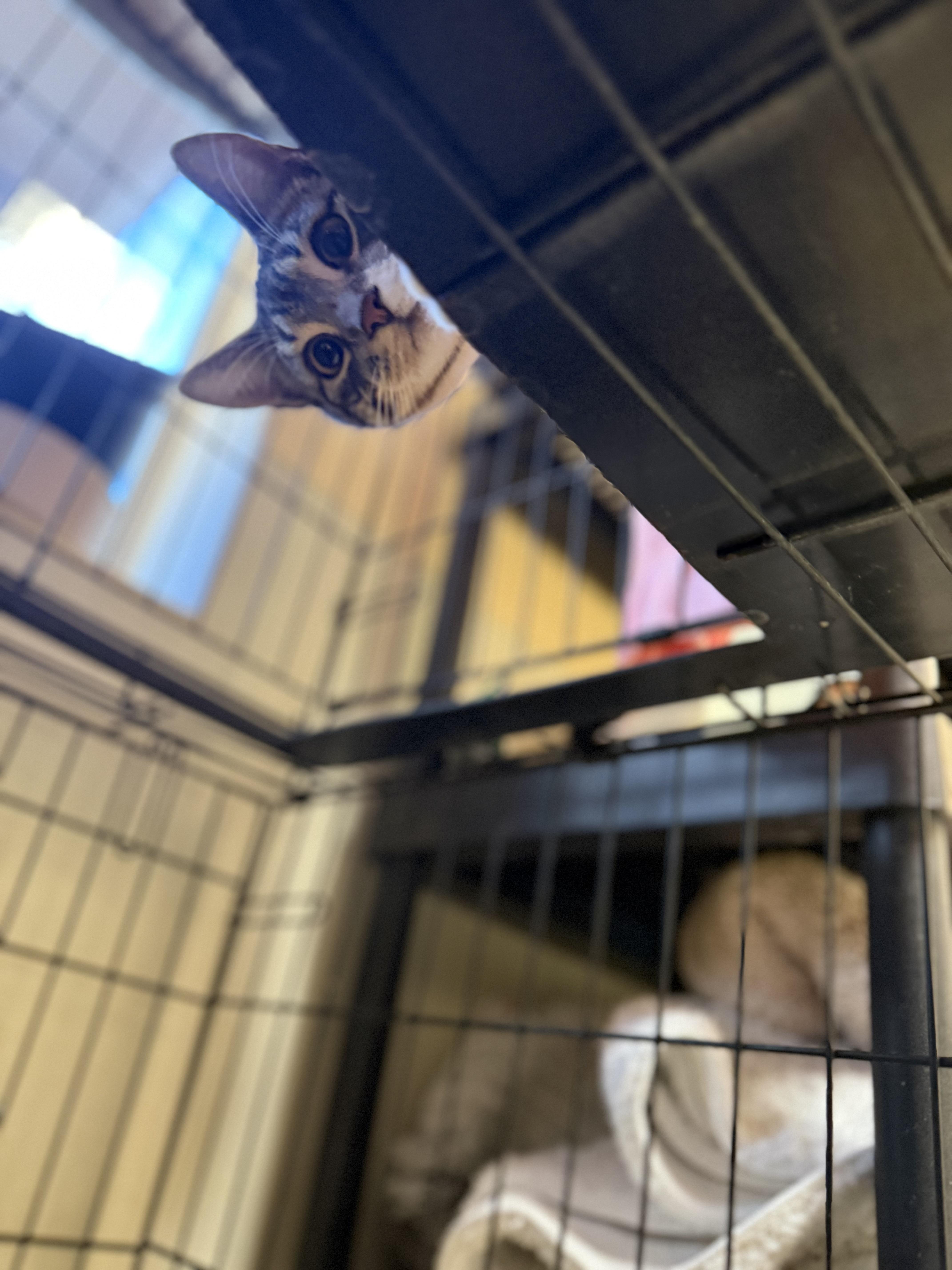 Enlarge Chester and Chelsea, a ADOPTABLE Domestic Short Hair in Boulder City, NV image 3/6