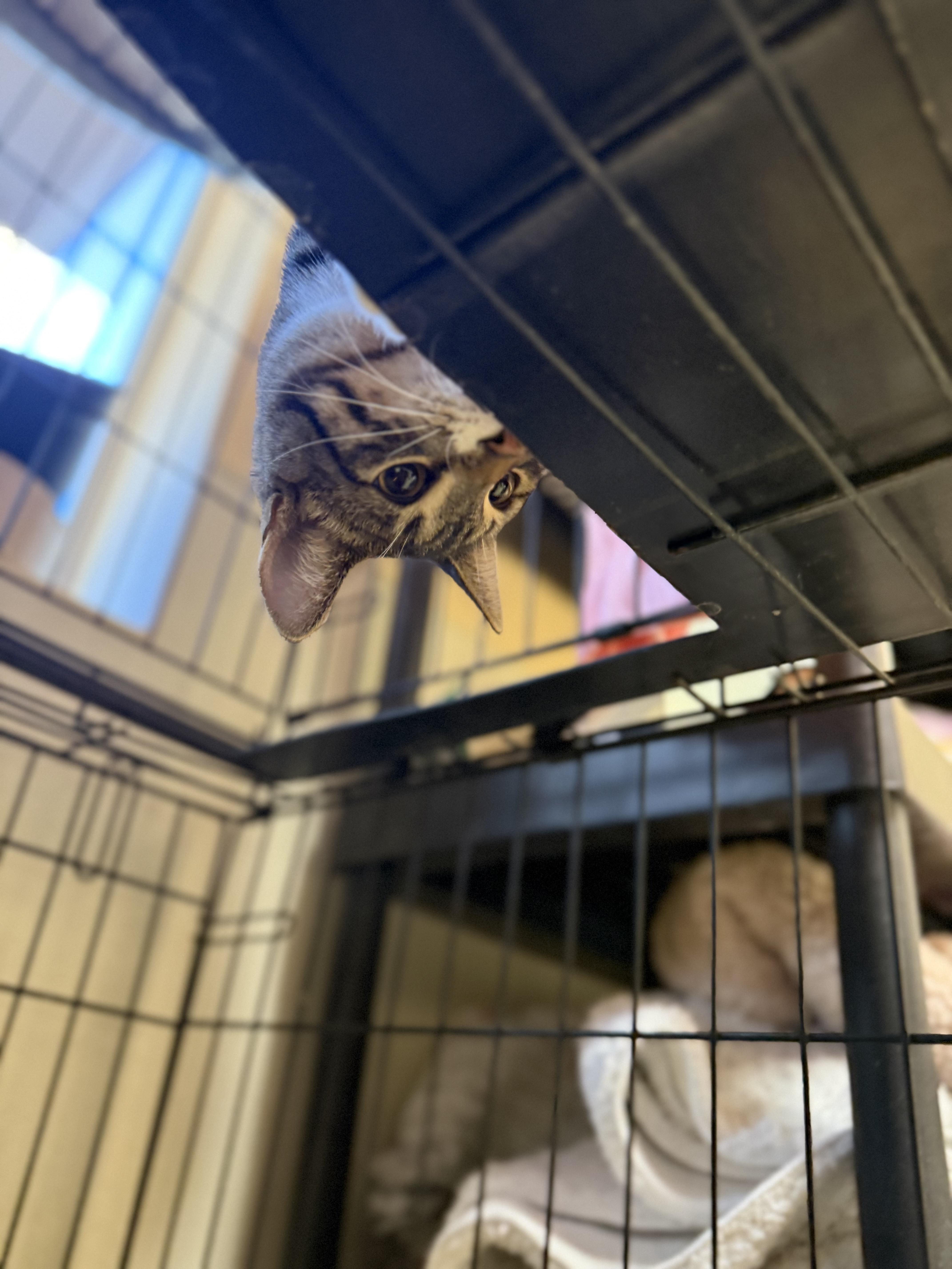 Enlarge Chester and Chelsea, a ADOPTABLE Domestic Short Hair in Boulder City, NV image 4/6
