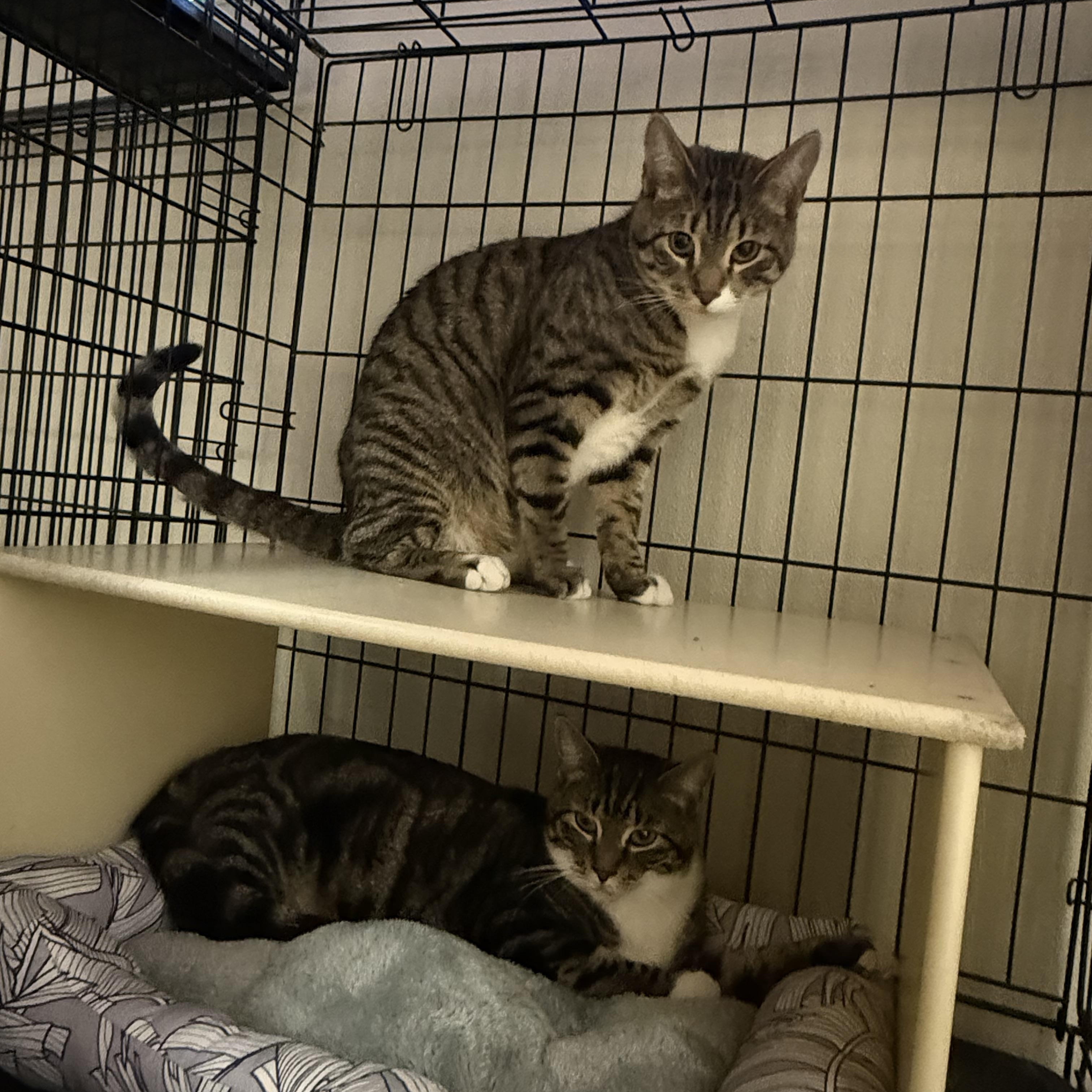 Chester and Chelsea, ADOPTABLE, Young Female Domestic Short Hair.