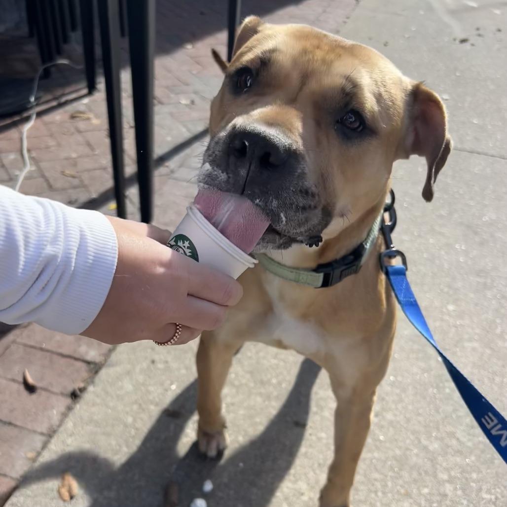 Glizzy, a Adoptable mixed breed in Columbia, MO image 1/6