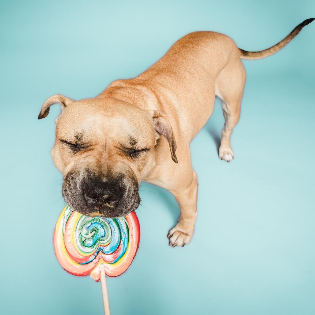 Glizzy, a Adoptable mixed breed in Columbia, MO image 2/6