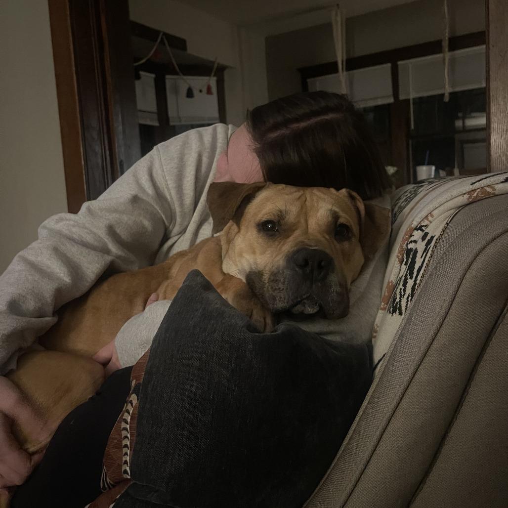 Glizzy, a Adoptable mixed breed in Columbia, MO image 3/6