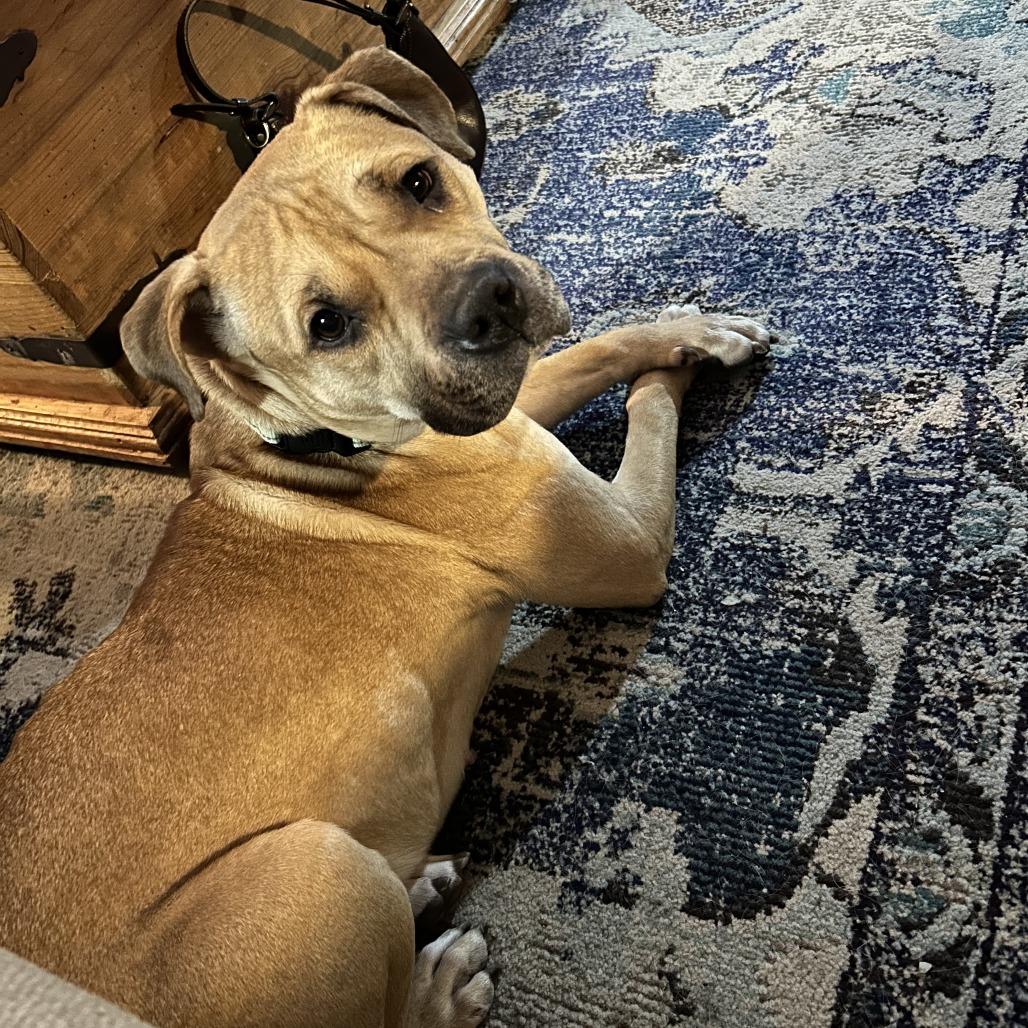 Glizzy, a Adoptable mixed breed in Columbia, MO image 4/6