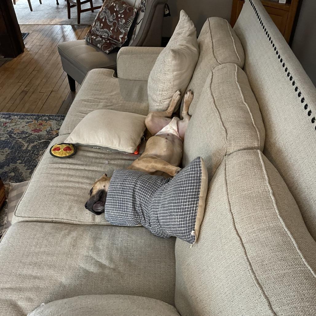 Glizzy, a Adoptable mixed breed in Columbia, MO image 5/6