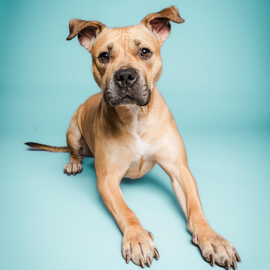 Enlarge Glizzy, a Adoptable mixed breed in Columbia, MO image 5/6