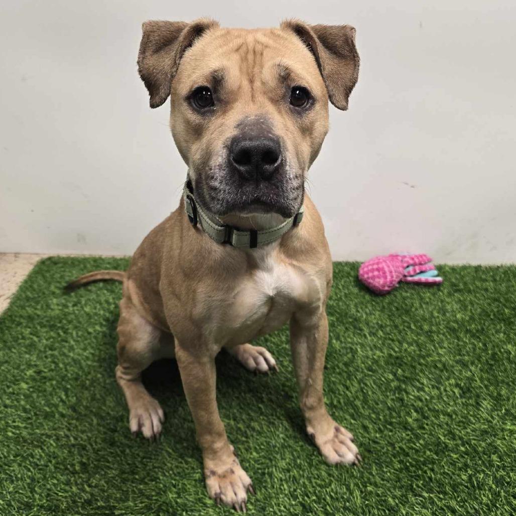 Glizzy, a Adoptable mixed breed in Columbia, MO image 6/6