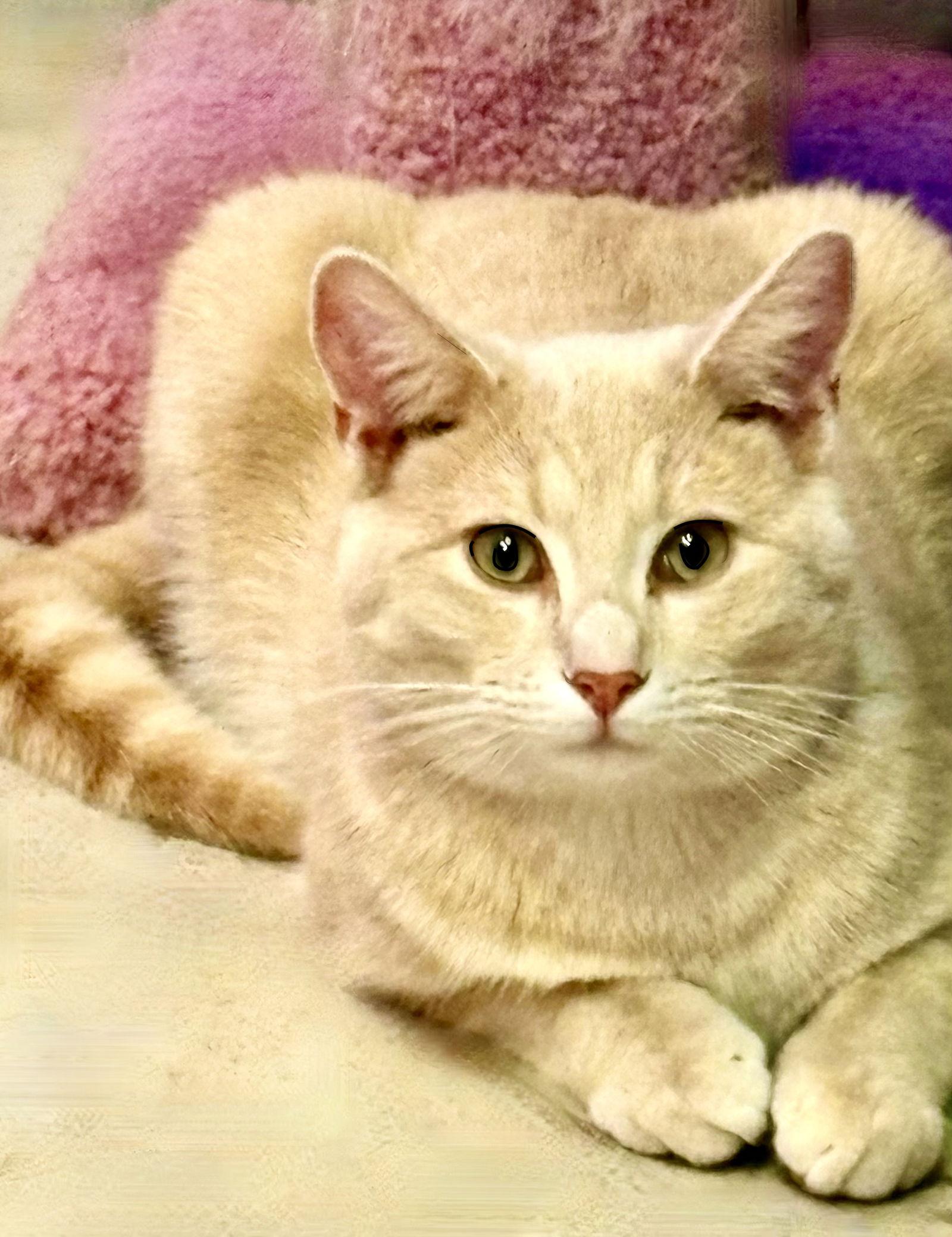 Taz, Adoptable, Adult Male Tabby.