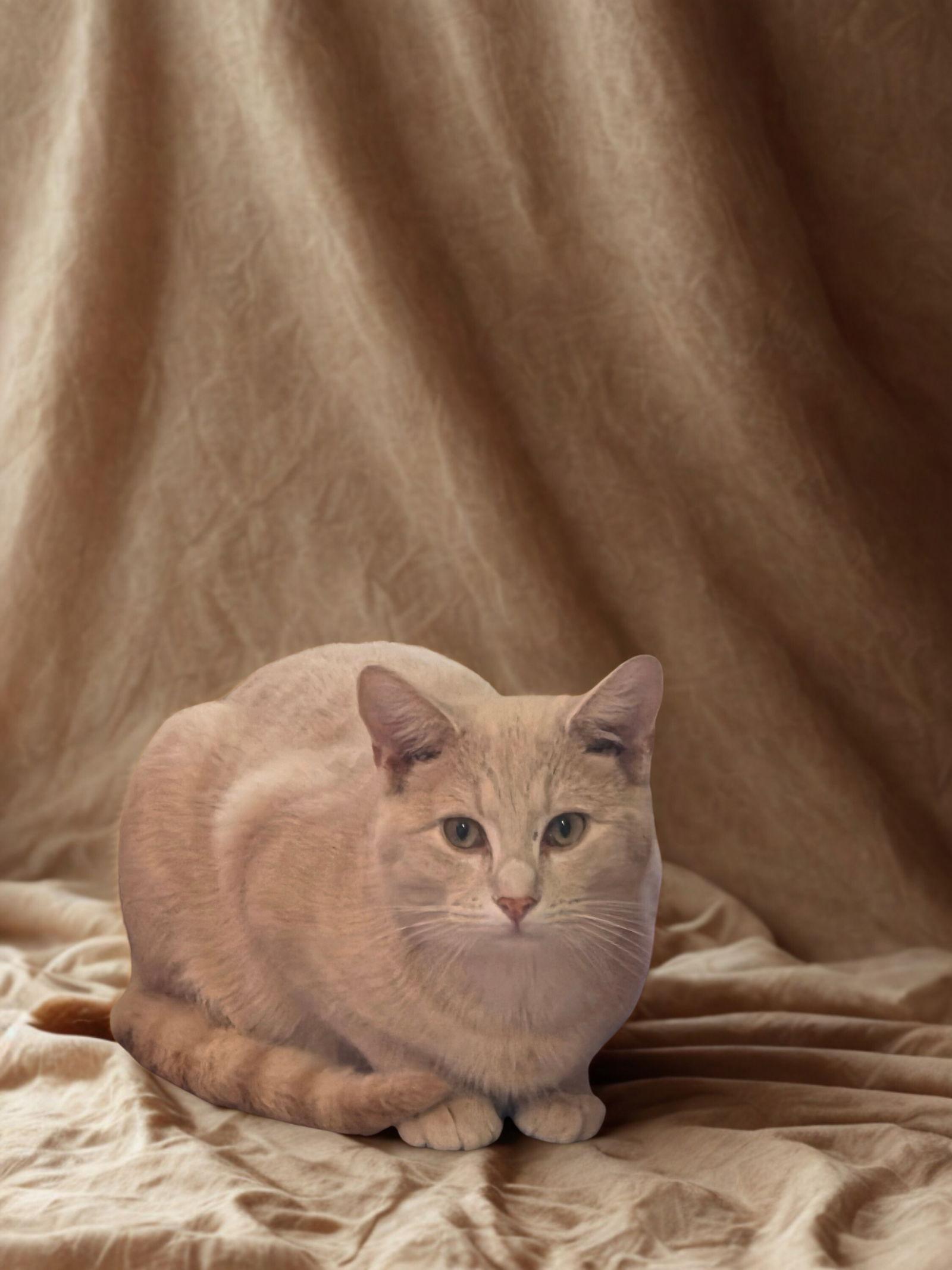 Enlarge Taz, a Adoptable Tabby in Flint Hill, VA image 2/3