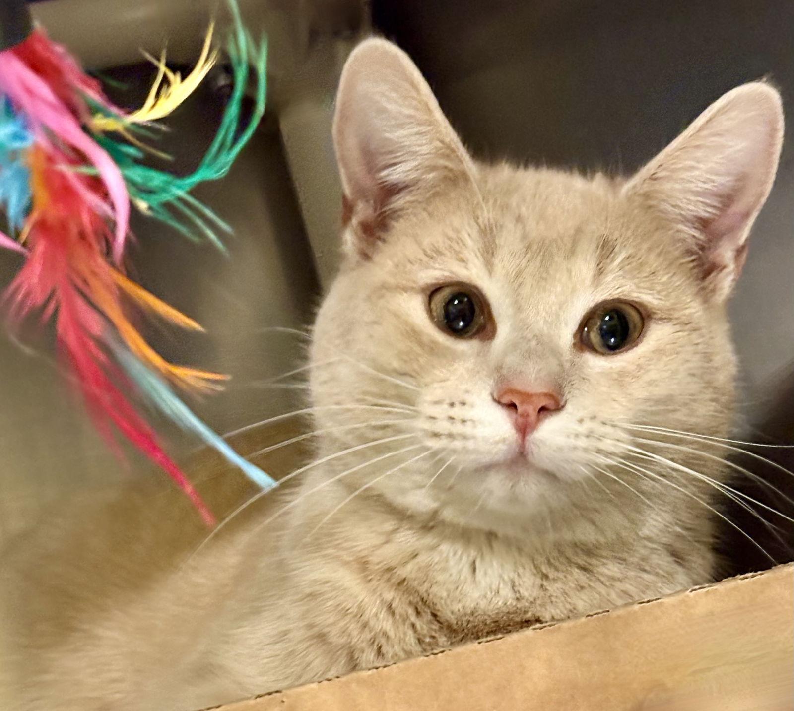 Enlarge Taz, a Adoptable Tabby in Flint Hill, VA image 3/3