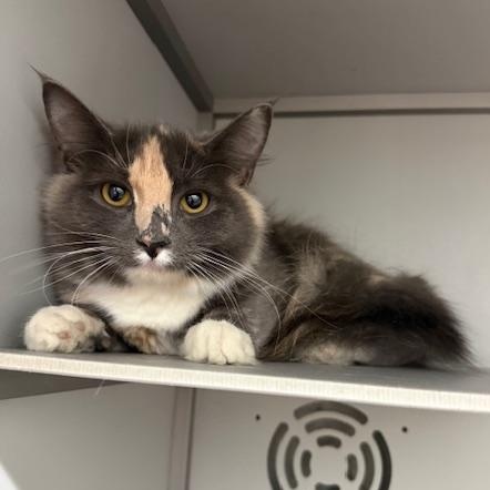 Yanna, ADOPTABLE, Young Female Domestic Medium Hair.