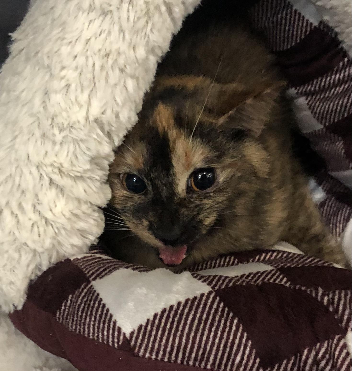 Honeybun, ADOPTABLE, Young Female Domestic Short Hair.