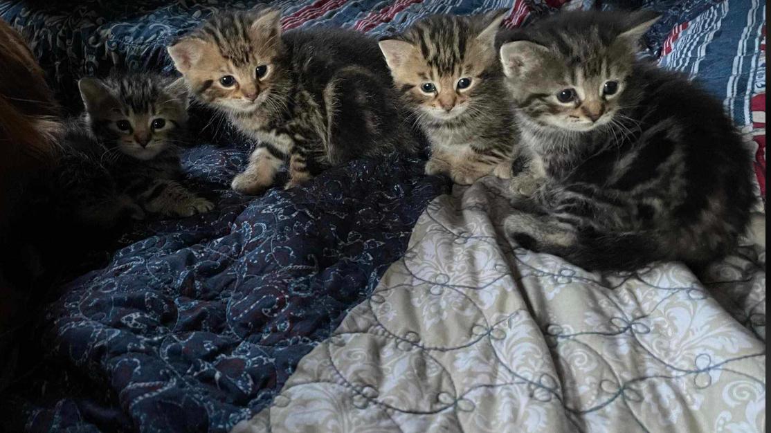 Fred, Adopted, Kitten Male Domestic Short Hair.