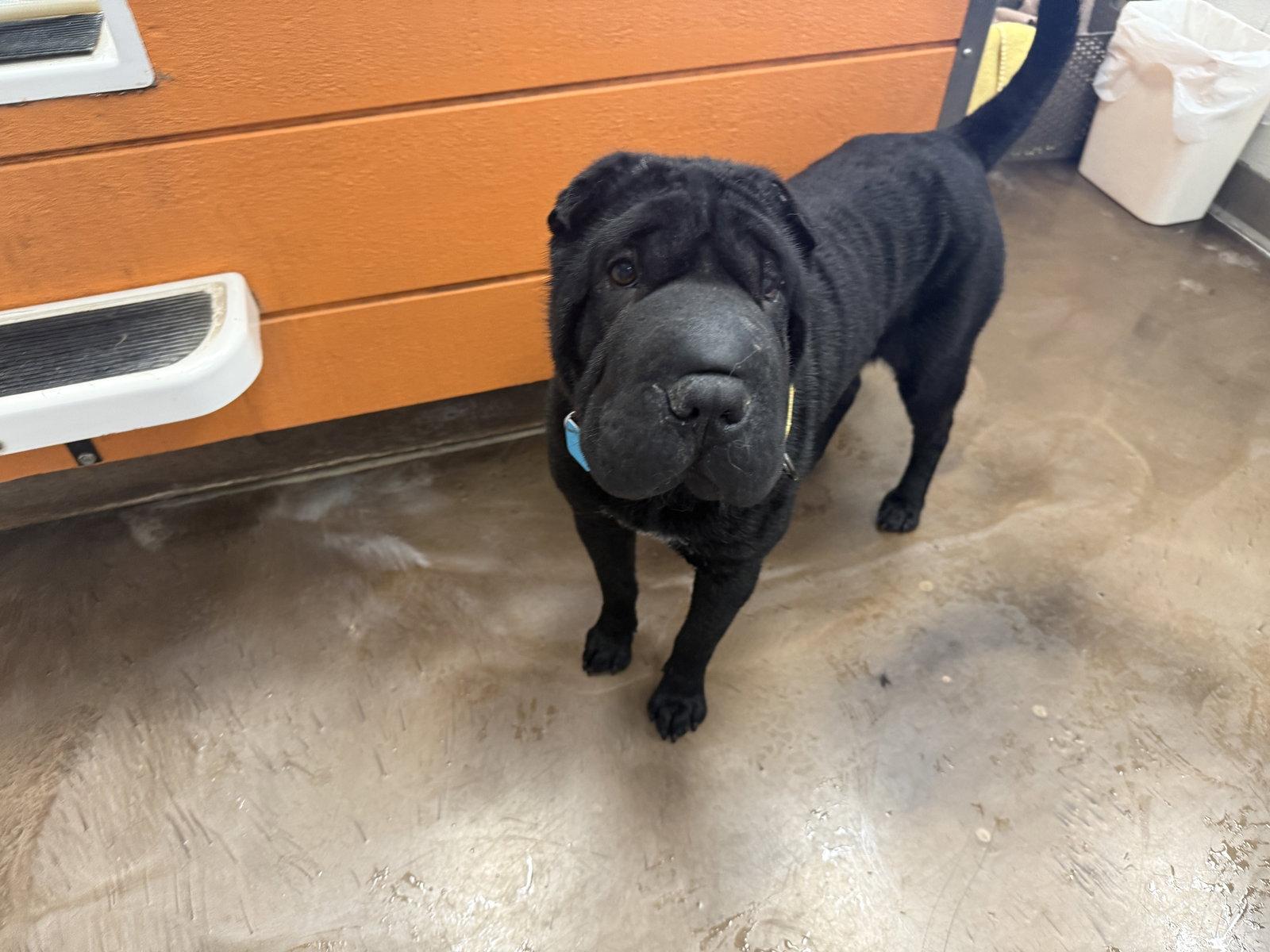 Daisy (Arizona), Adoptable, Adult Female Shar-Pei.