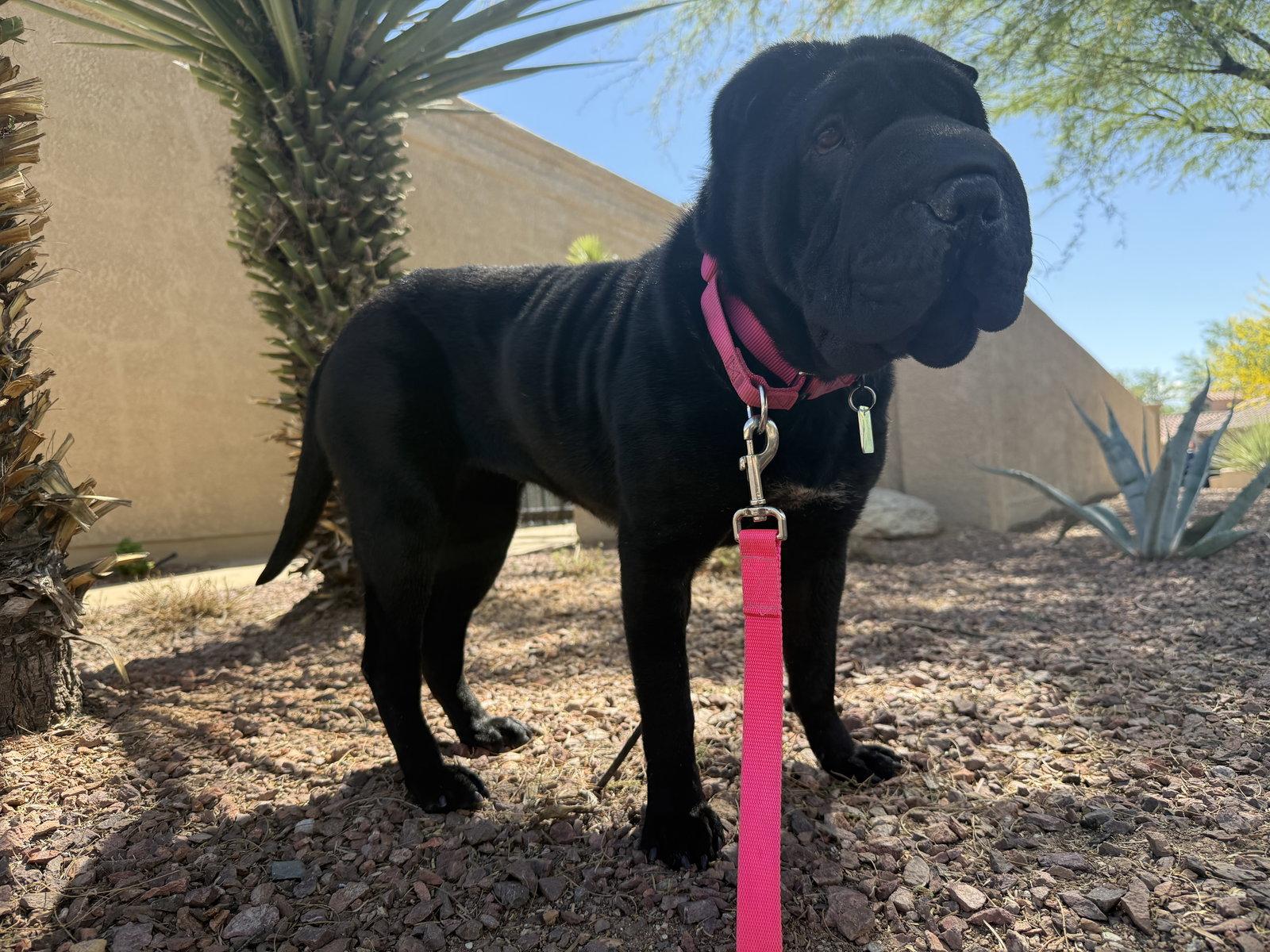 Enlarge Daisy (Arizona), a Adoptable Shar-Pei in Tucson, AZ image 2/3