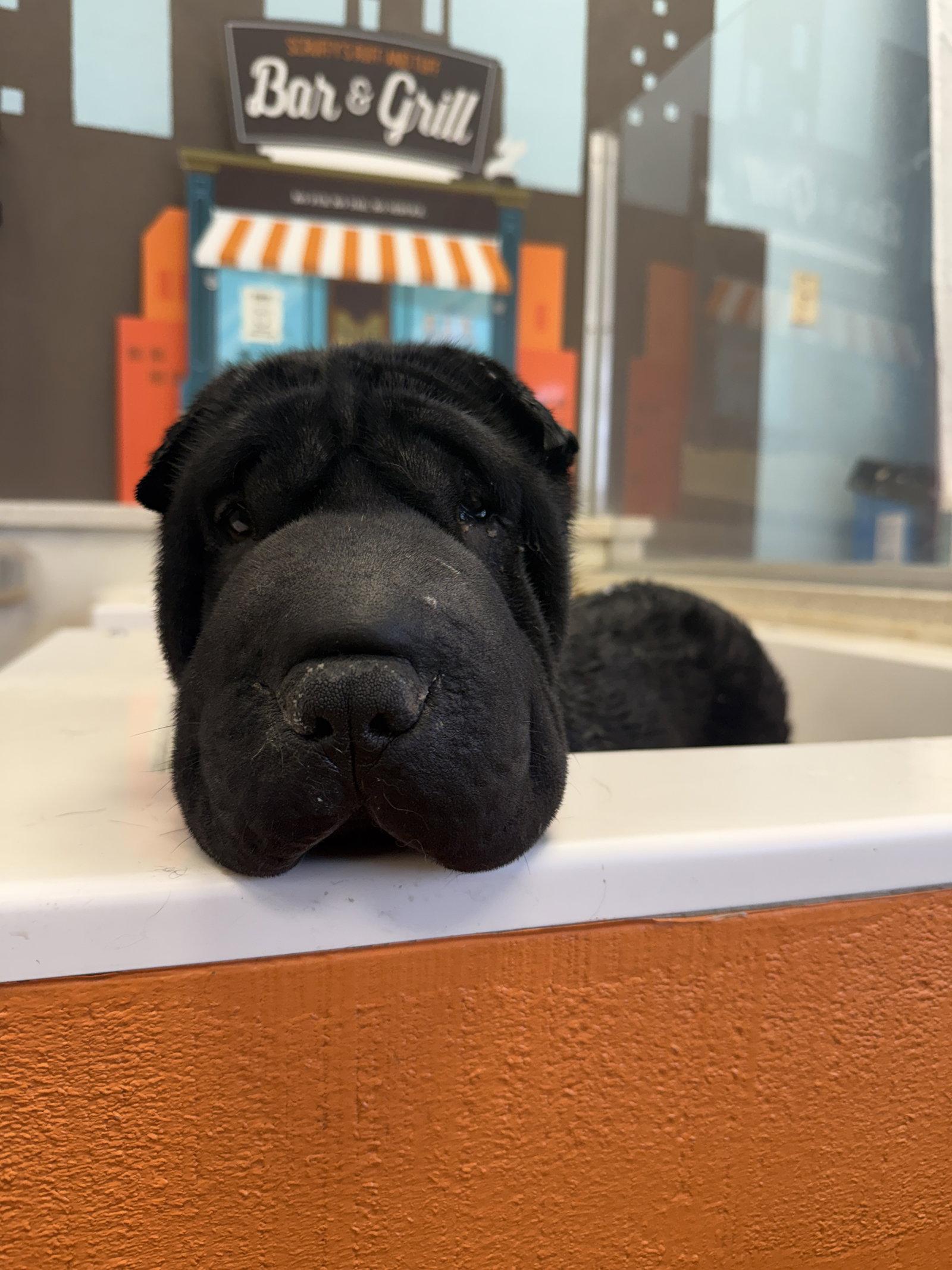 Enlarge Daisy (Arizona), a Adoptable Shar-Pei in Tucson, AZ image 3/3