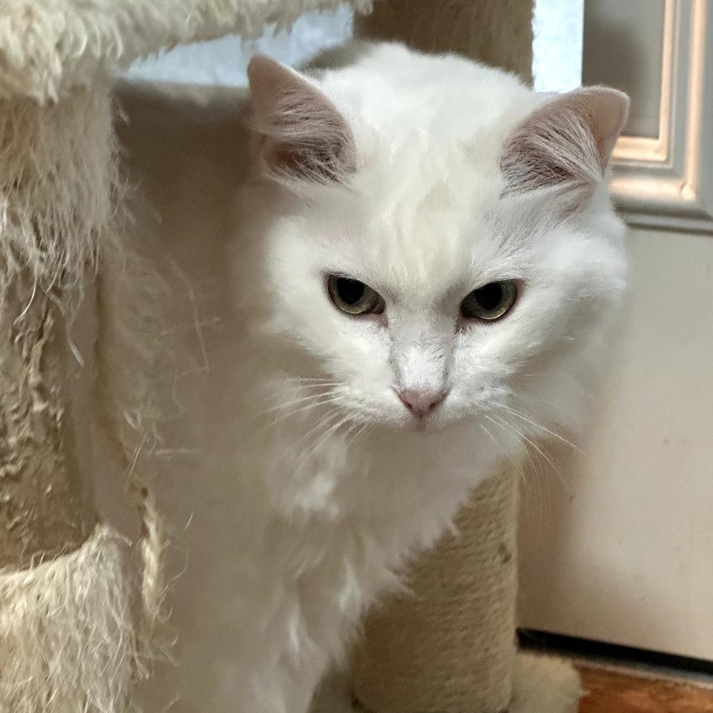 Bella Anne thumbnail 4