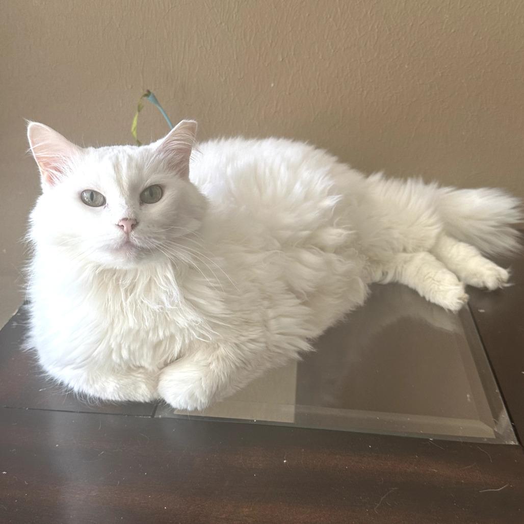 Bella Anne thumbnail 6