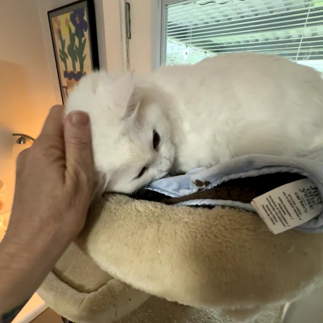 Bella Anne thumbnail 7