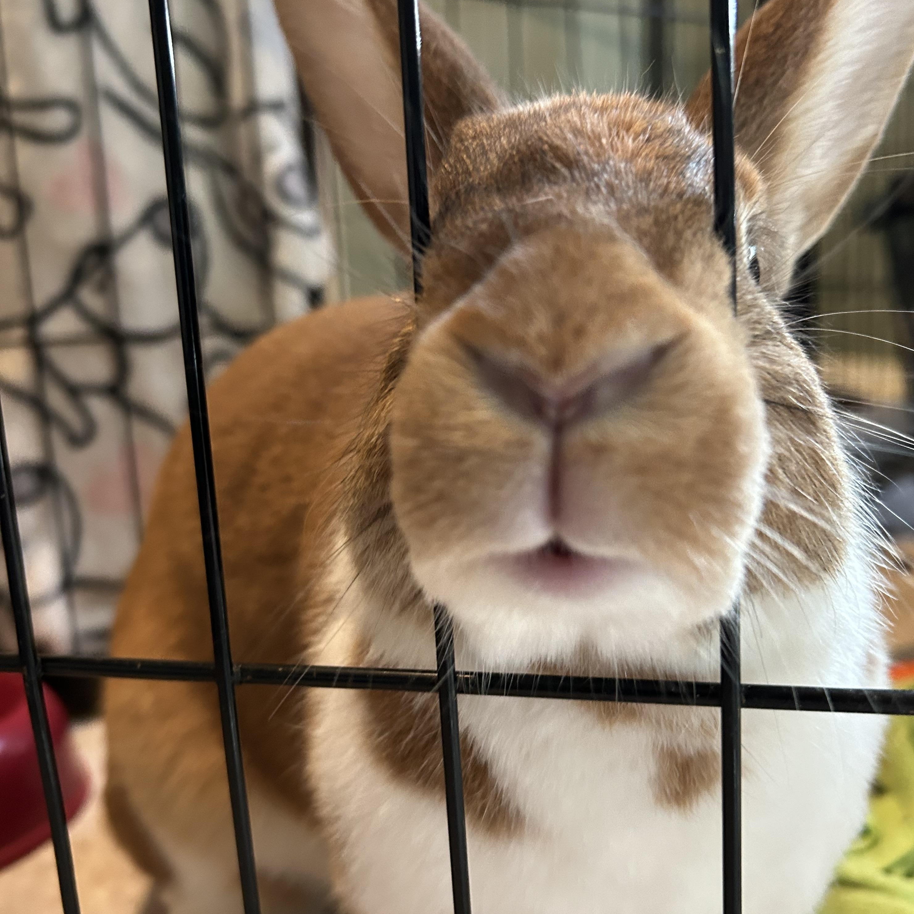 Ginger (bonded with George)