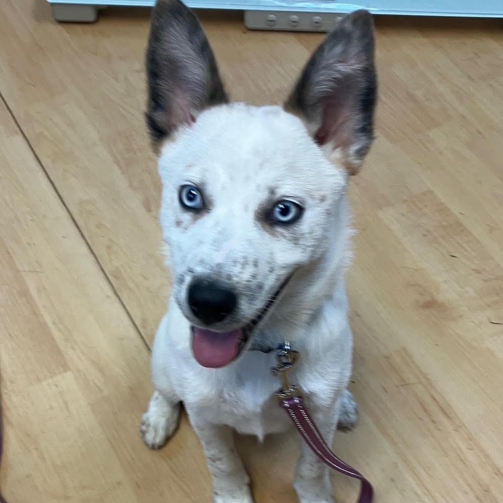 Bodi, a ADOPTABLE mixed breed in Washington, PA image 4/5
