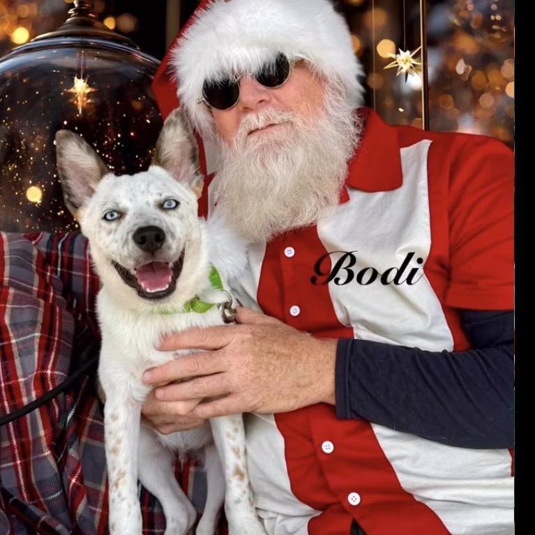 Bodi, ADOPTABLE, Puppy Male Australian Cattle Dog / Blue Heeler.