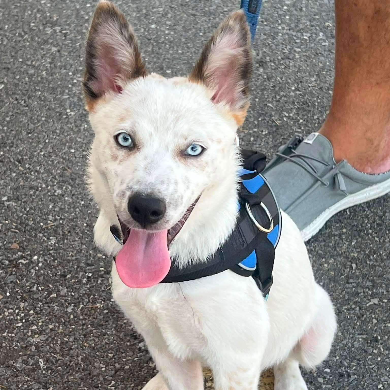 Bodi, a ADOPTABLE mixed breed in Washington, PA image 2/5