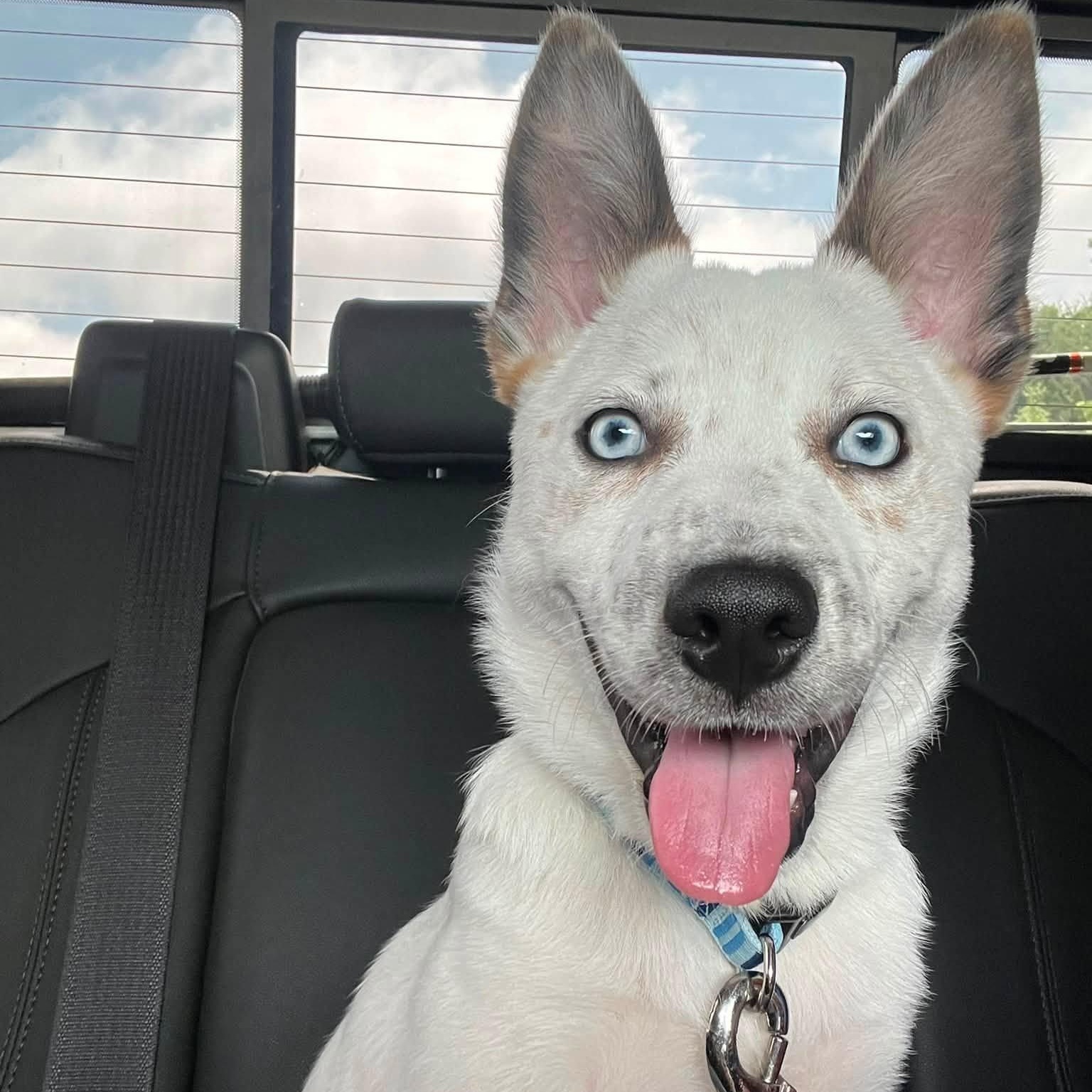Bodi, a ADOPTABLE mixed breed in Washington, PA image 5/5