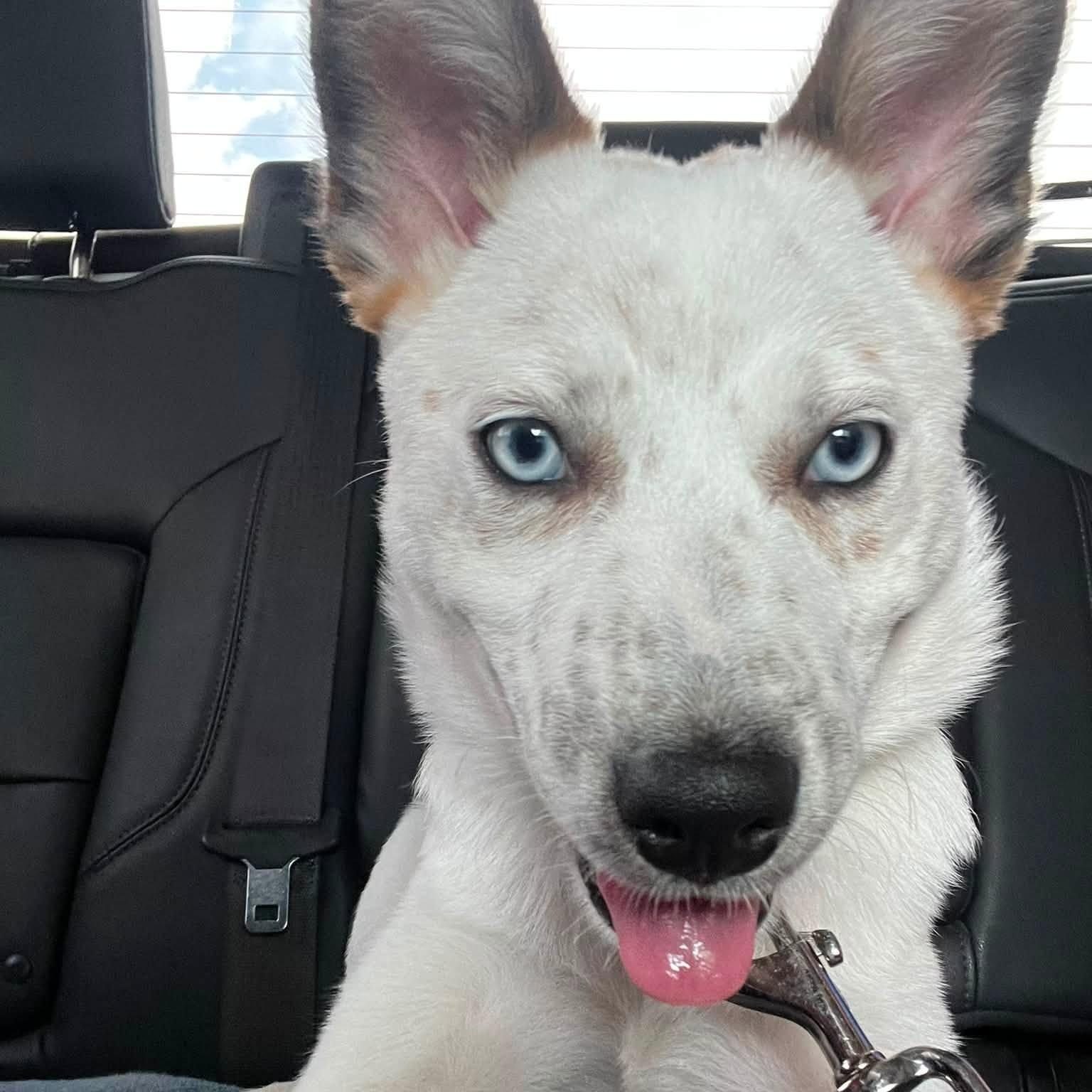 Bodi, a ADOPTABLE mixed breed in Washington, PA image 3/5