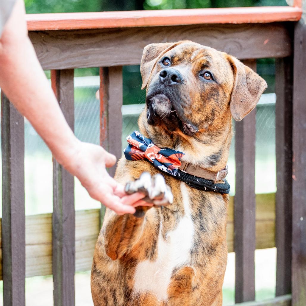 Buckeye D. Dawg, Adoptable, Adult Male Mixed Breed & Mastiff.