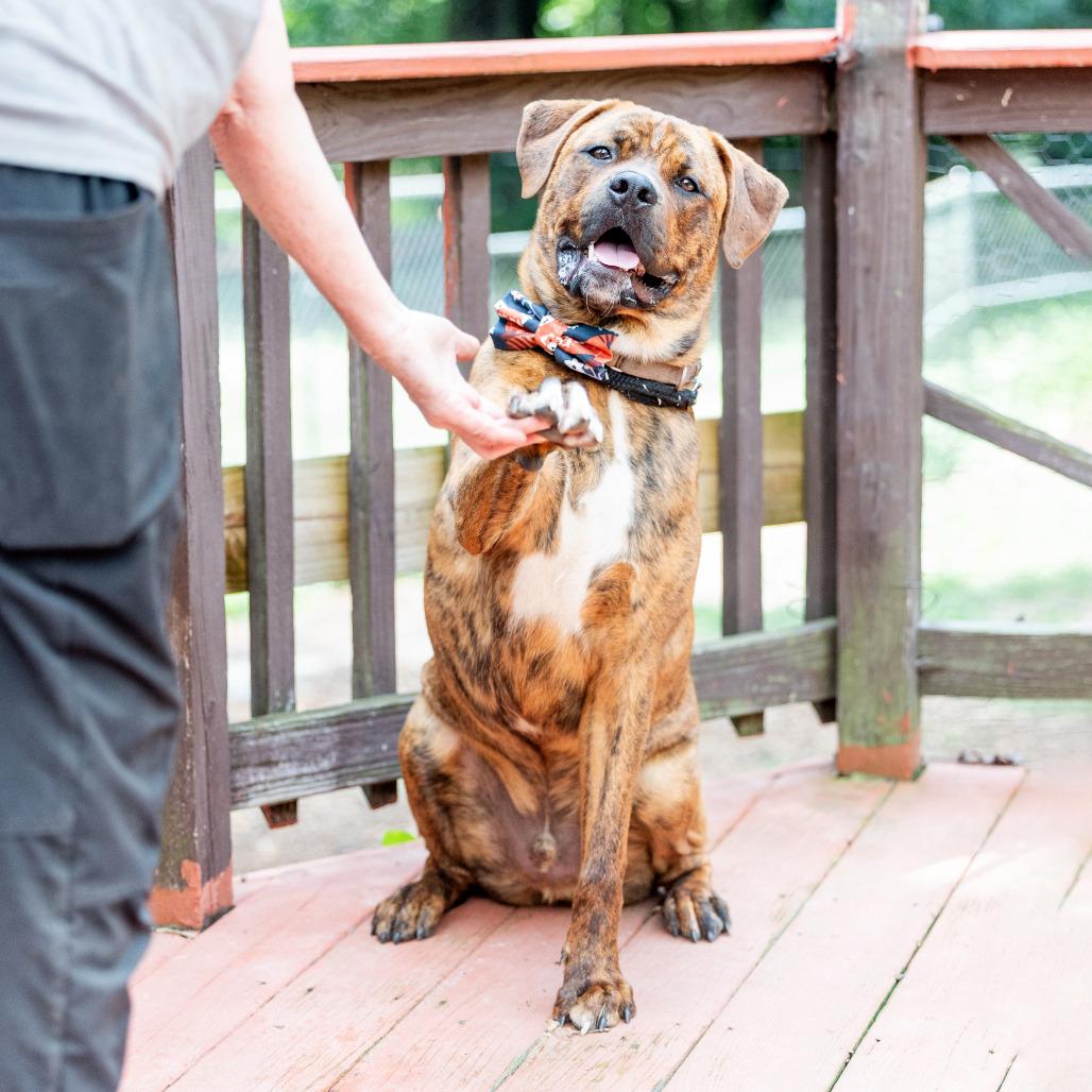 Enlarge Buckeye D. Dawg, a Adoptable mixed breed in Durham, NC image 2/6