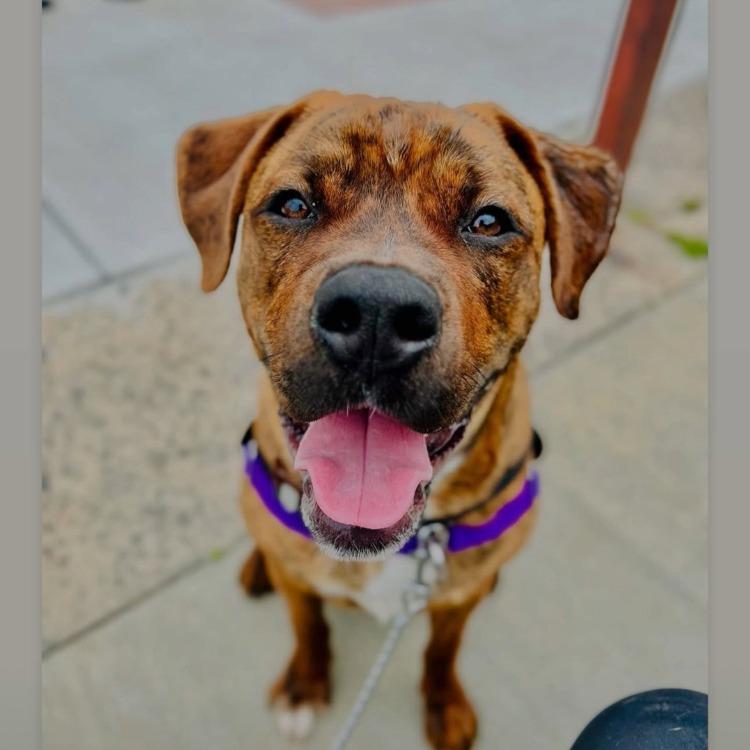 Enlarge Buckeye D. Dawg, a Adoptable mixed breed in Durham, NC image 3/6