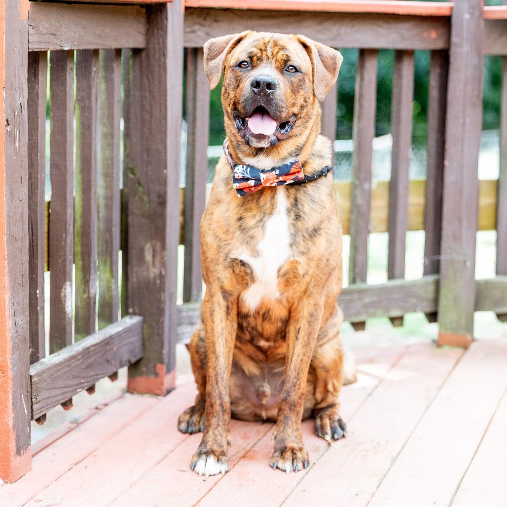 Enlarge Buckeye D. Dawg, a Adoptable mixed breed in Durham, NC image 4/6