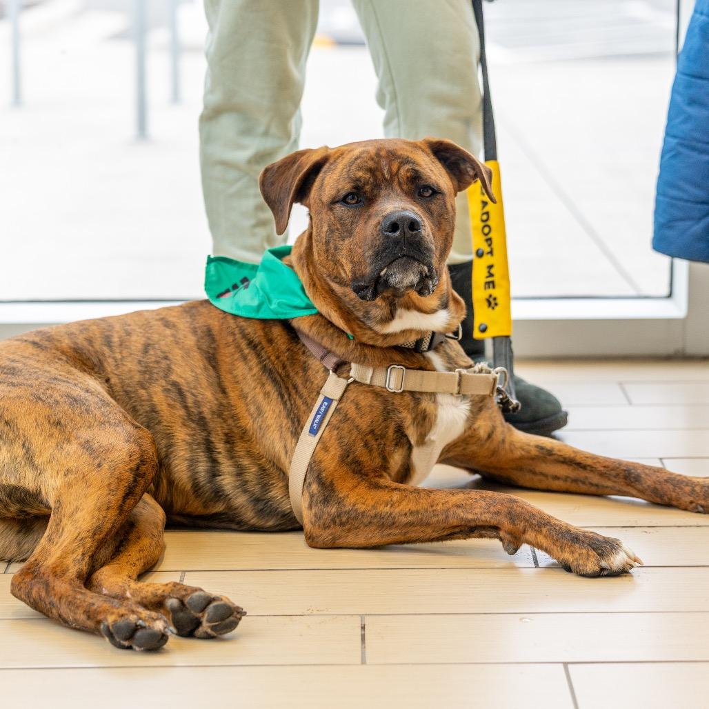 Buckeye D. Dawg, a Adoptable mixed breed in Durham, NC image 4/6