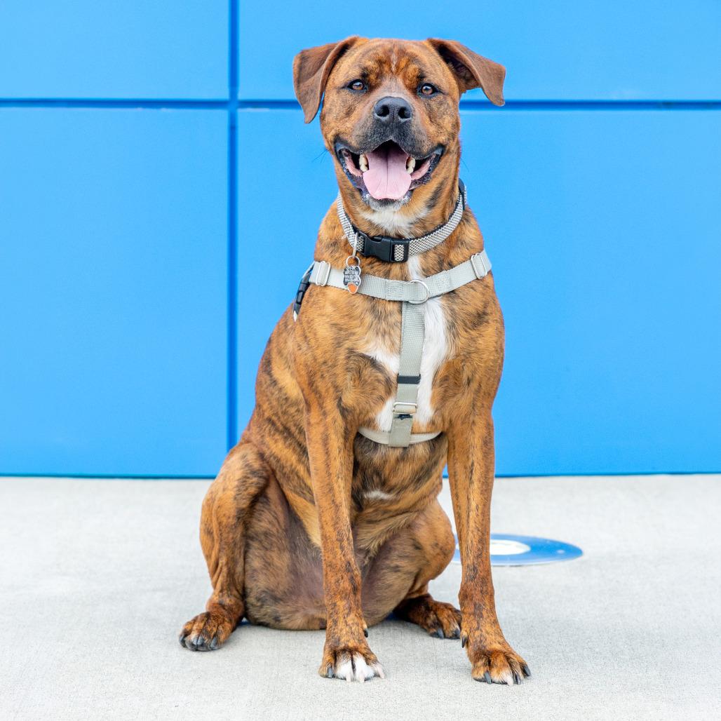 Enlarge Buckeye D. Dawg, a Adoptable mixed breed in Durham, NC image 4/5