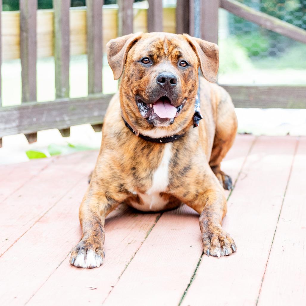 Enlarge Buckeye D. Dawg, a Adoptable mixed breed in Durham, NC image 5/6