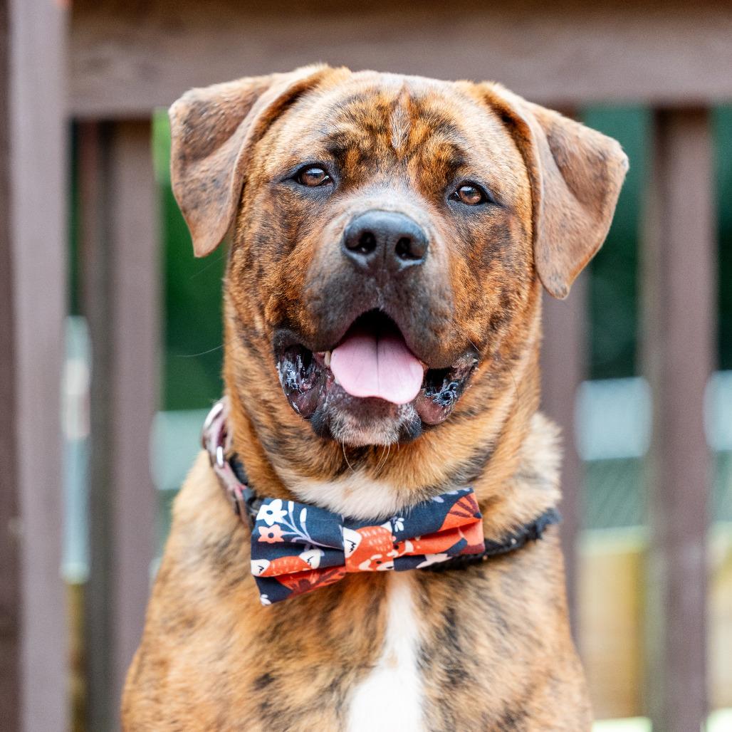 Enlarge Buckeye D. Dawg, a Adoptable mixed breed in Durham, NC image 5/6