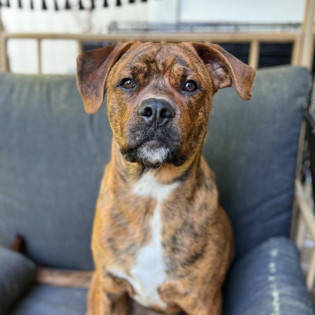 Enlarge Buckeye D. Dawg, a Adoptable mixed breed in Durham, NC image 6/6