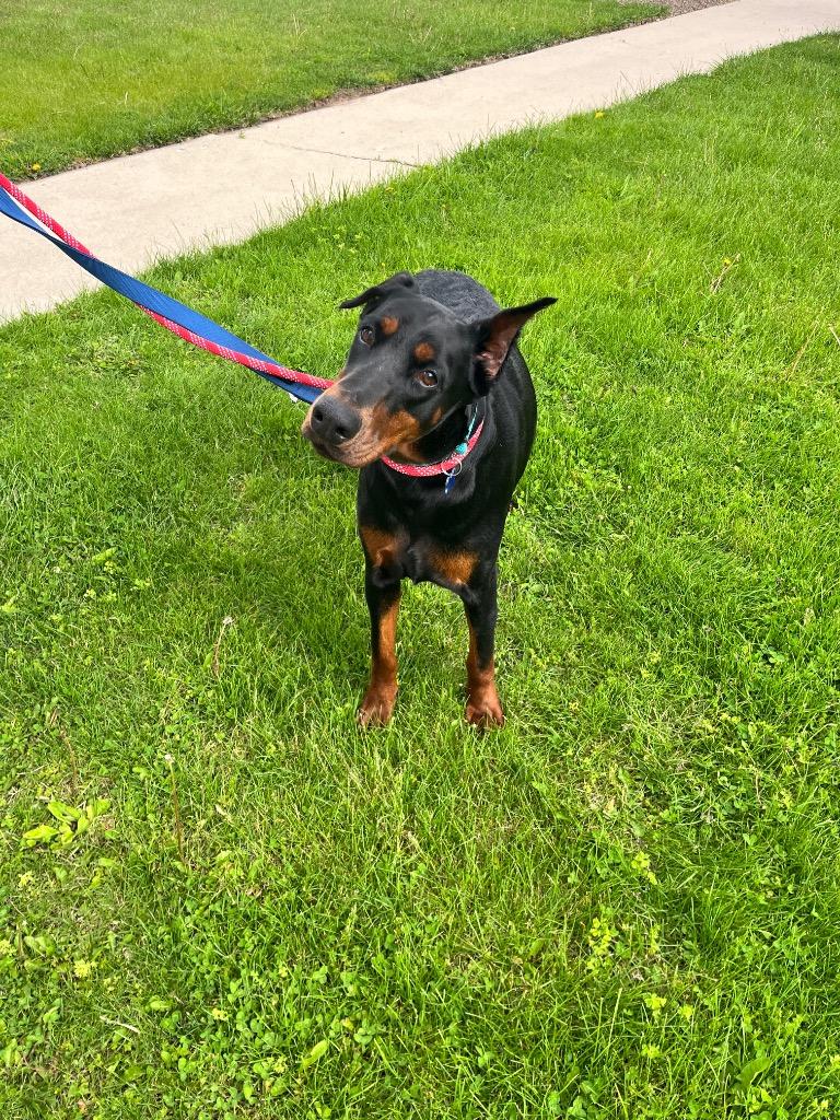 Enlarge Sasha, a Adopted Doberman Pinscher in Valparaiso, IN image 1/1