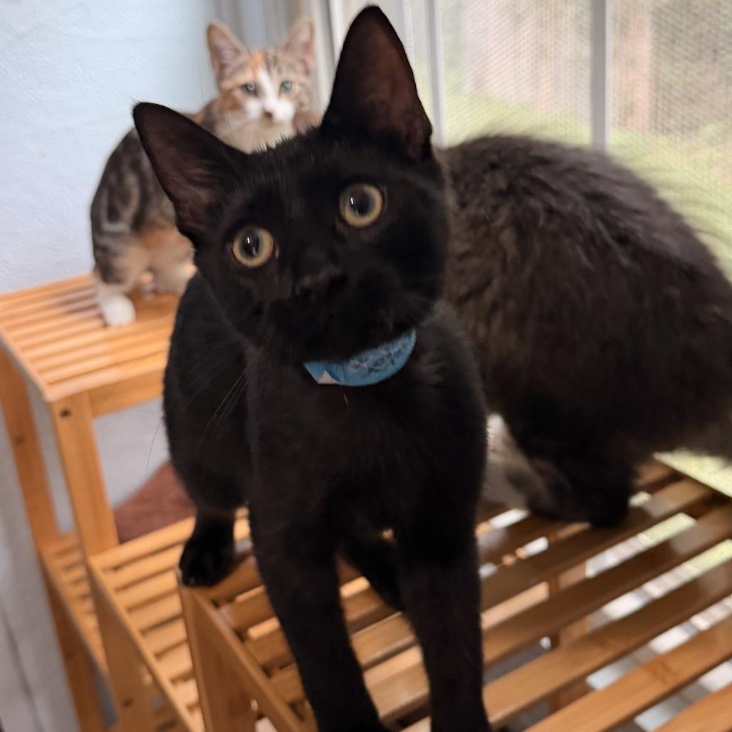 Sebastian, Adoptable, Kitten Male Domestic Short Hair.